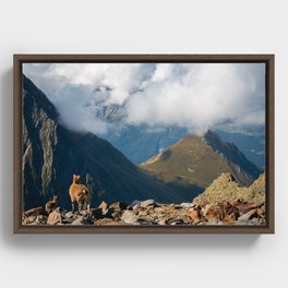 Little goats’ family in French Alps Framed Canvas