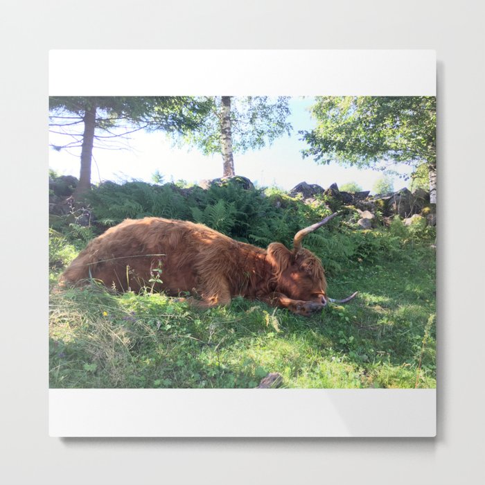 Fluffy Highland Cattle Cow 1184 Metal Print