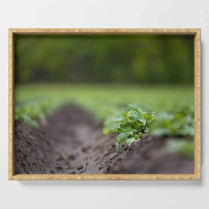 Potatoes Serving Tray