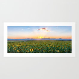 Rocky mountain sunflower panorama Art Print