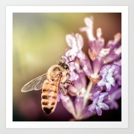 Bee insect foraging pollination process on lavender flower Art Print