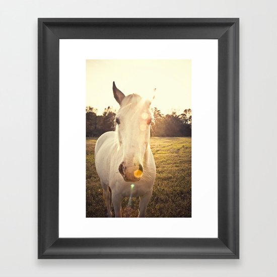 Sunlit Horse Framed Art Print