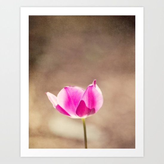 Sunkissed Tulip Art Print