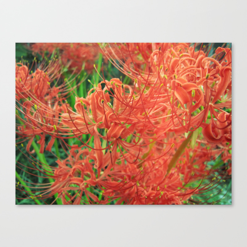 Secret Garden Red Spider Lily Canvas Print By Hisameartwork Society6