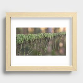 Moss on a branch Recessed Framed Print