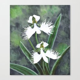 Habenaria radiata white egret orchids flowers Canvas Print