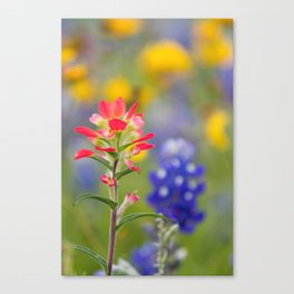 Texas Wildflowers - Indian Paintbrush, Bluebonnet Canvas Print