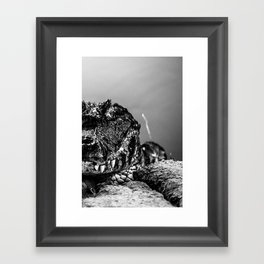 Photography of a wild caiman in Brazil, in black and white Framed Art Print