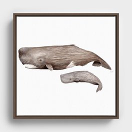 Sperm whale Framed Canvas
