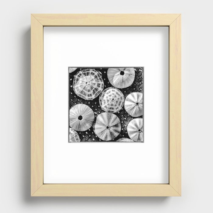 Indonesia, Sea Urchin Shells in the Mentawai Islands Recessed Framed Print