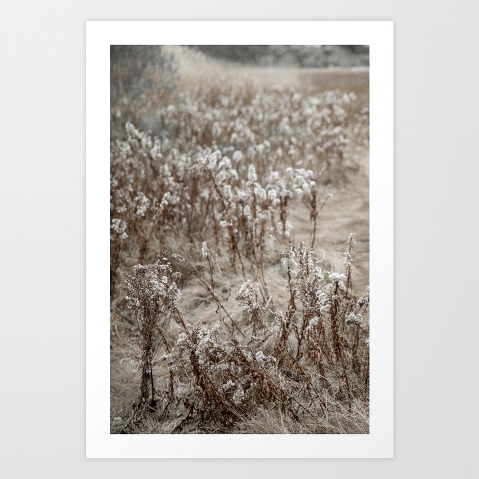 Field of Dried Wildflowers Art Print