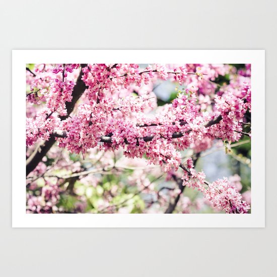 redbud Art Print