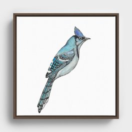 Blue Jay Framed Canvas