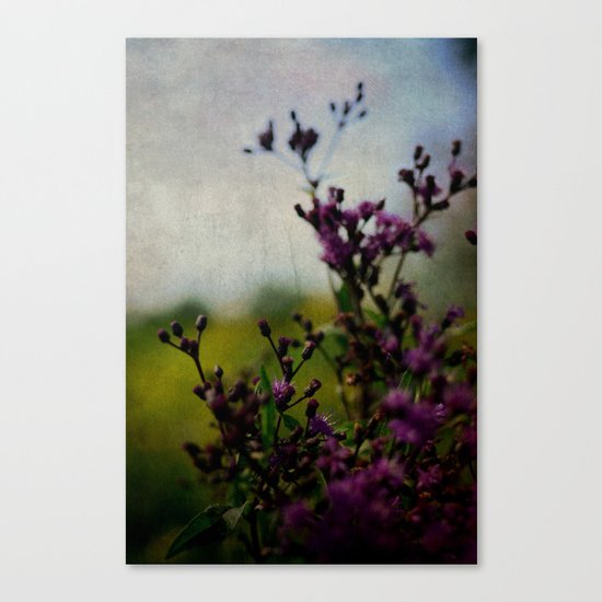 Ironweed Canvas Print