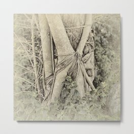 Strangler fig in forest Metal Print