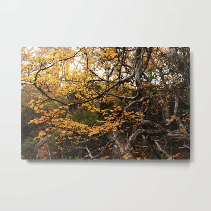 Autumn Leaves Photograph Metal Print