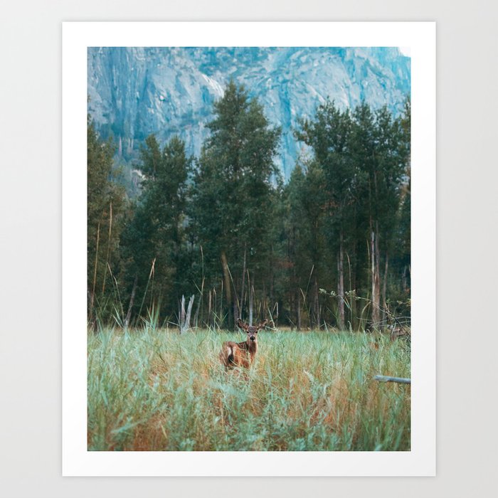 Baby Deer in Yosemite Art Print