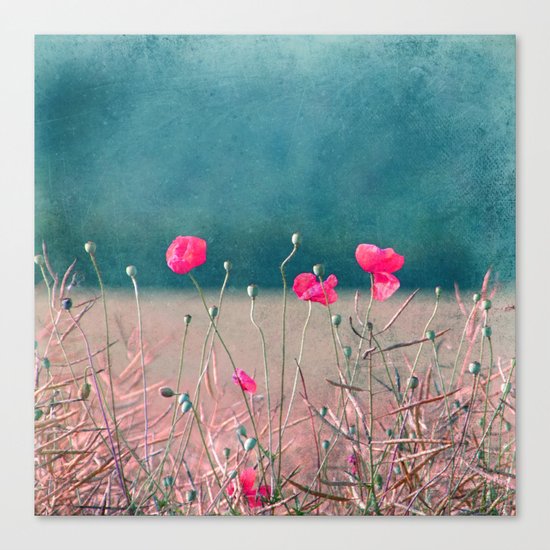 pink poppy Canvas Print