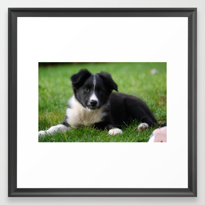 Border Collie Puppy Framed Art Print by Buddy s Pantry Society6