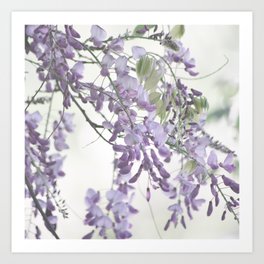 Wisteria Lavender Art Print