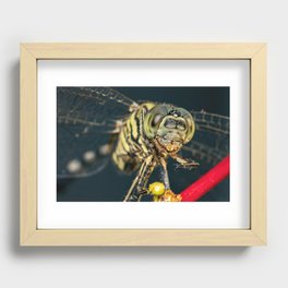 A Dragonfly's Dinner Recessed Framed Print