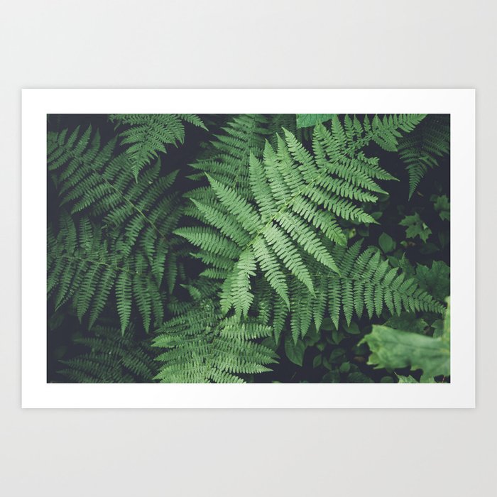 Fern Bush Nature Photography | Botanical | Plants Art Print