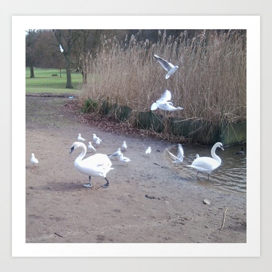 Swans 3 Art Print