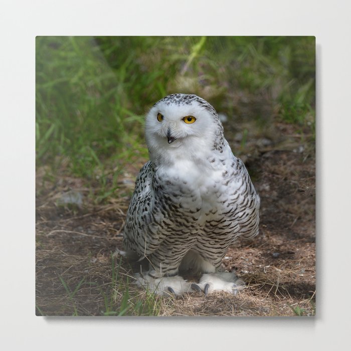 Alaskan Snowy Owl - Summer Metal Print