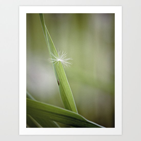 cradled Art Print