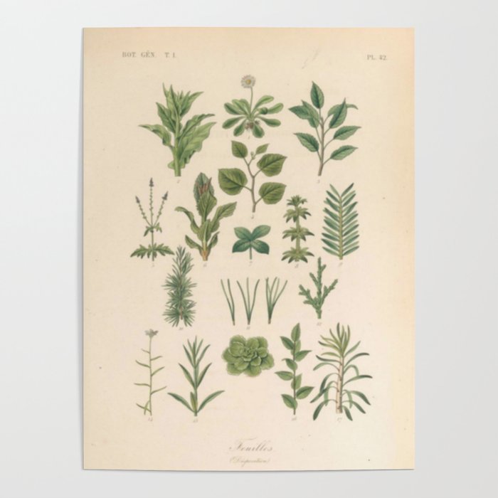 Botany Chart Poster