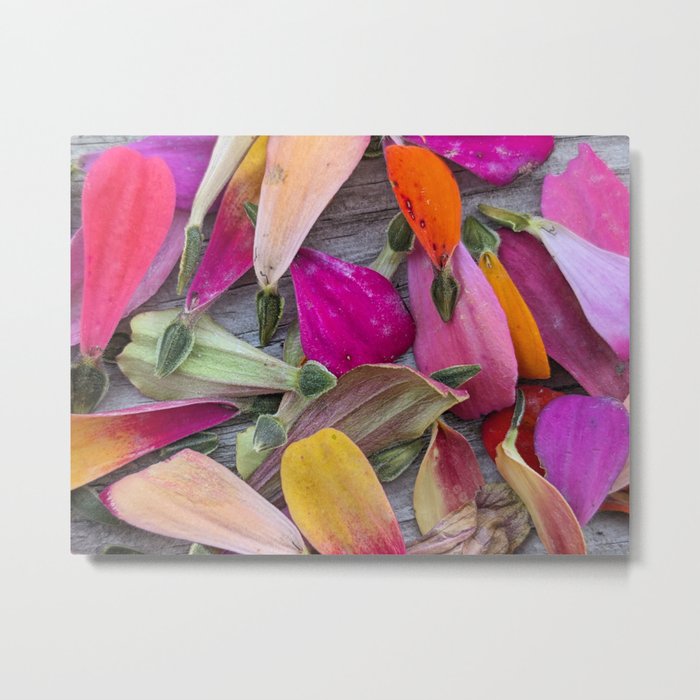 Colorful Zinnia Petals & Seeds Metal Print