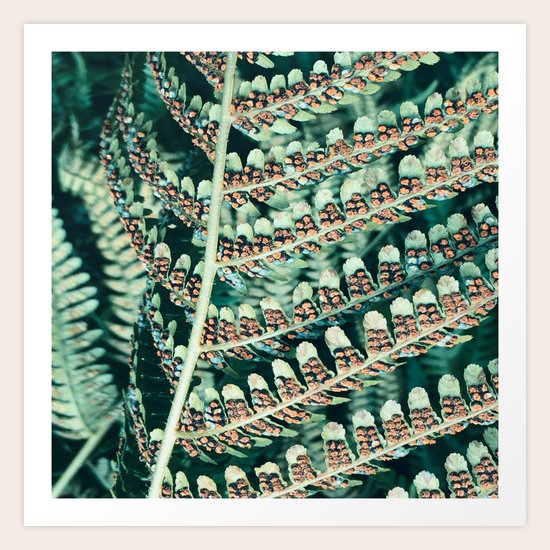 Fern Life Art Print