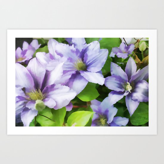 Delicate Climbing Clematis Art Print
