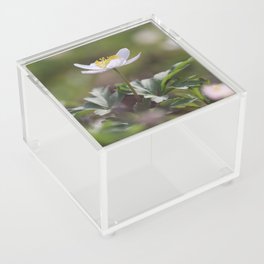 Beautiful White Wood Anemones Acrylic Box