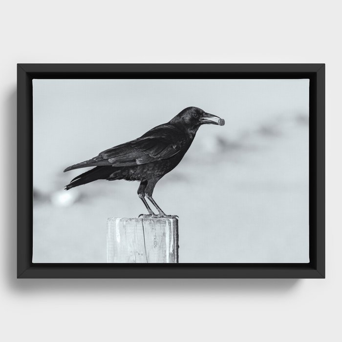 Framed Canvas