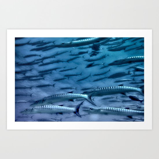 Barracuda! Art Print