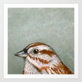 Song Sparrow Portrait Art Print