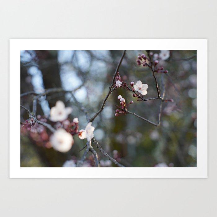 cherry blossom  Art Print