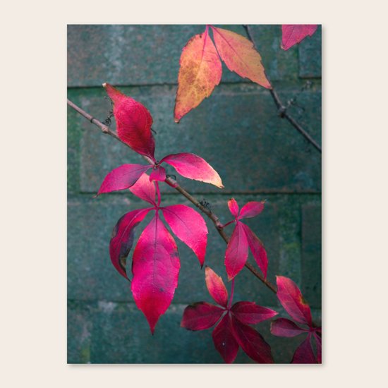 Autumn Splendour Canvas Print