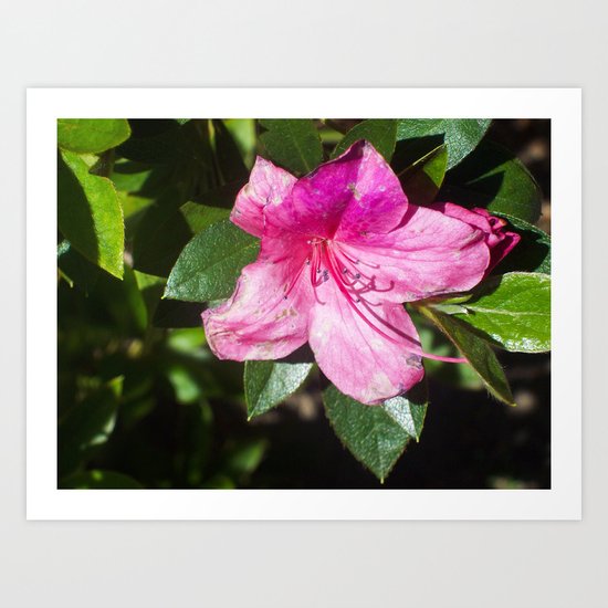 Pinky Art Print