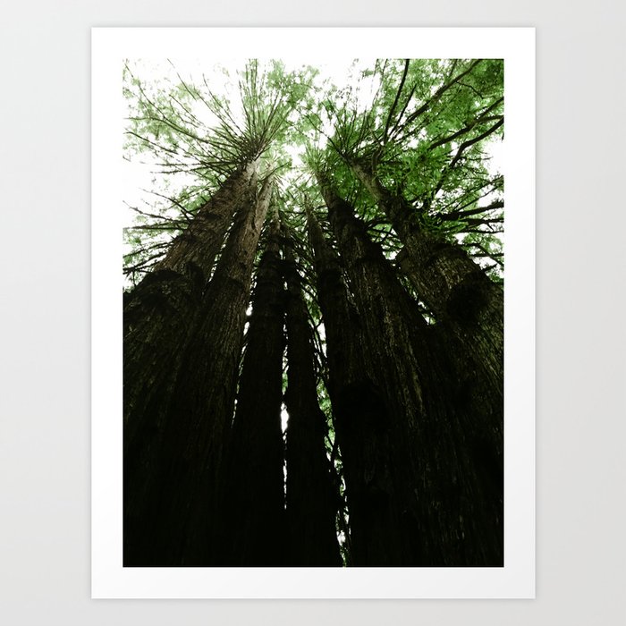 Redwoods #2 Art Print