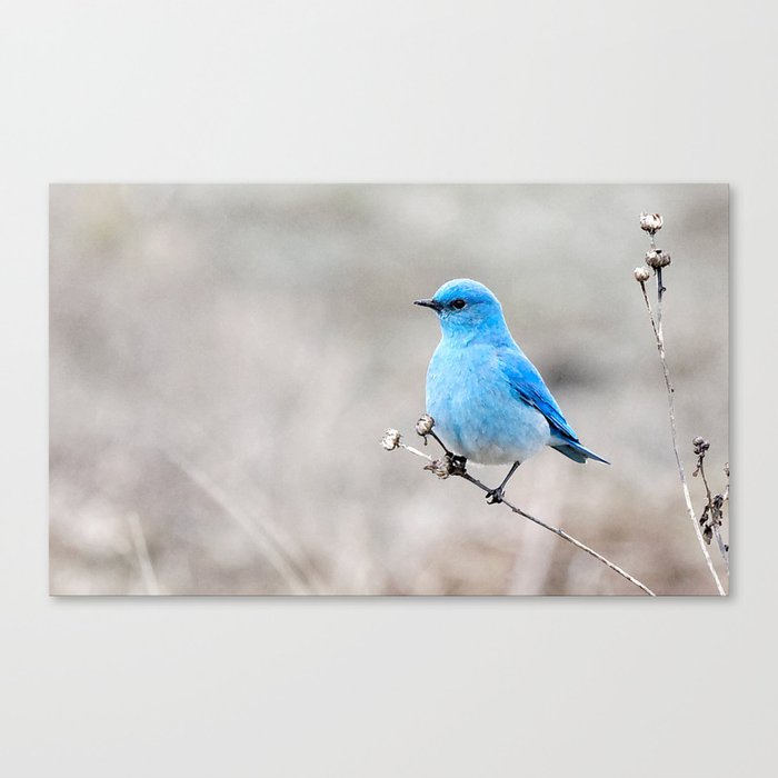 Mountain Bluebird on the Tansy Canvas Print