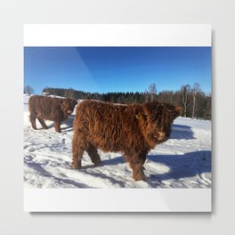 Fluffy Highland Cattle Calf 1523 Metal Print | Graphicdesign, Calves, Highlandcattle, Bovine, Cows, Cow, Farm, Cute, Fluffy, Calf 