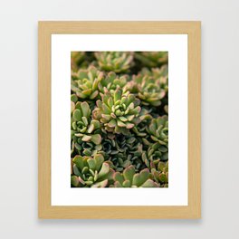 Succulent  Framed Art Print
