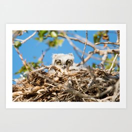 Greathorned Owlet Art Print | Greathornedowl, Digital, Color, Photo, Owlet, Gho 