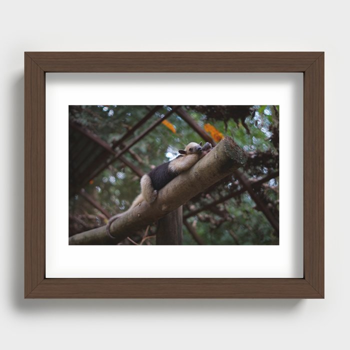 A sleeping mini anteater at Alturas Sanctuary in Costa Rica Recessed Framed Print