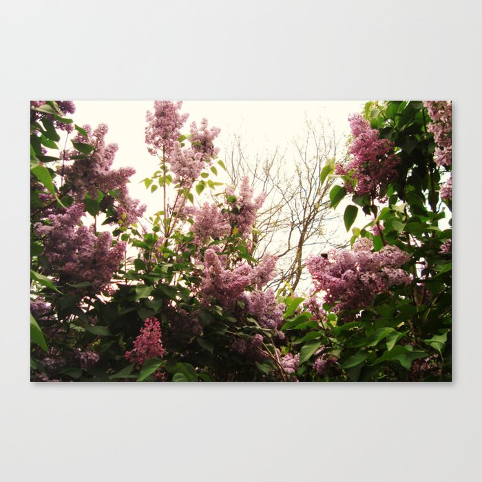 Lilacs Canvas Print