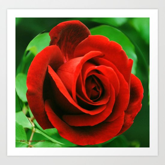 December Bloom Art Print