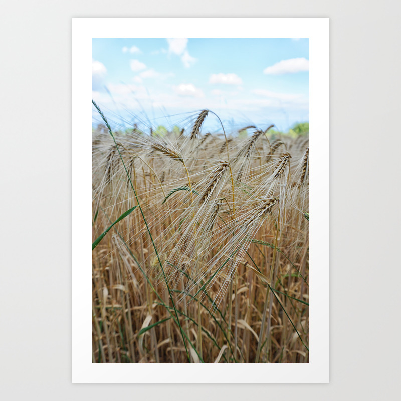 Beautiful Barley Field Art Print By Marionboe Society6