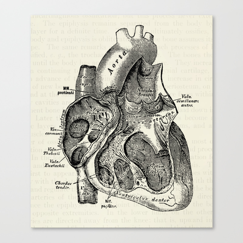 Vintage Anatomy Heart Medical Illustration Canvas Print